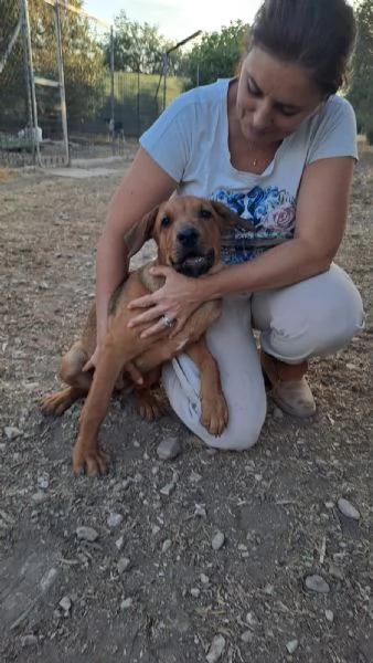 dolcissima cucciola desidera una famiglia | Foto 0