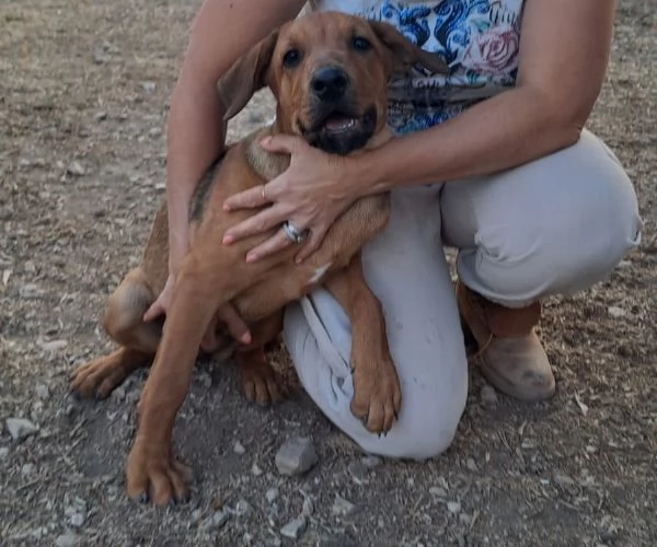 melinda dolcissima cagnolina desidera amore e famiglia | Foto 3