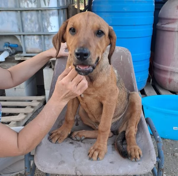 melinda dolcissima cagnolina desidera amore e famiglia | Foto 1