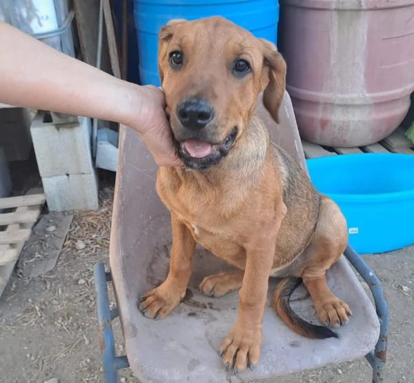 melinda dolcissima cagnolina desidera amore e famiglia | Foto 0