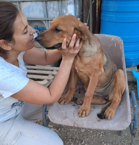 melinda tenera labradorina  vuole trovare una casa | Foto 2