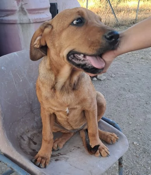 melinda tenera labradorina  vuole trovare una casa | Foto 1