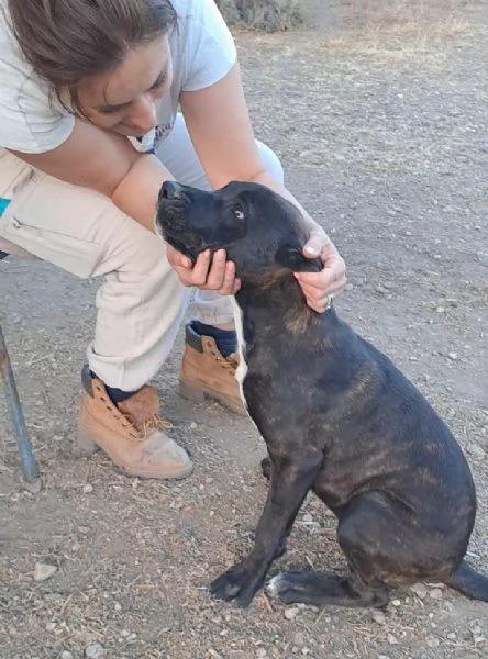 MASHA DOLCISSIMA CUCCIOLA CANE CORSO  | Foto 0