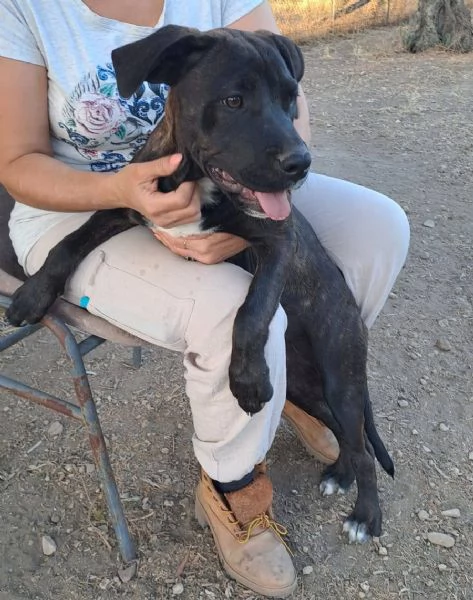 MASHA DOLCISSIMA CUCCIOLA CANE CORSO 