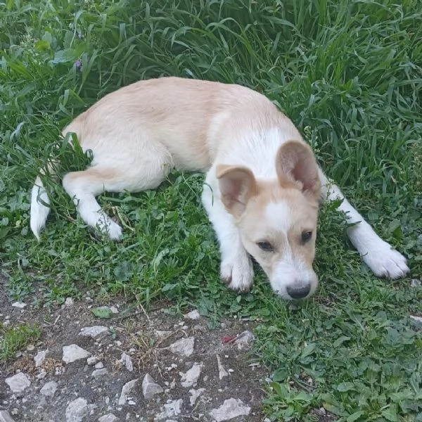 dolce cucciolo taglia media cerca casa e amore | Foto 1