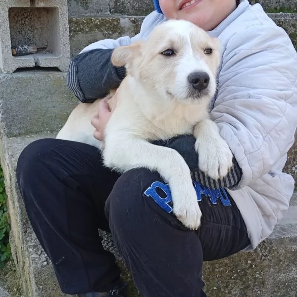 dolce cucciolo taglia media cerca casa e amore | Foto 0