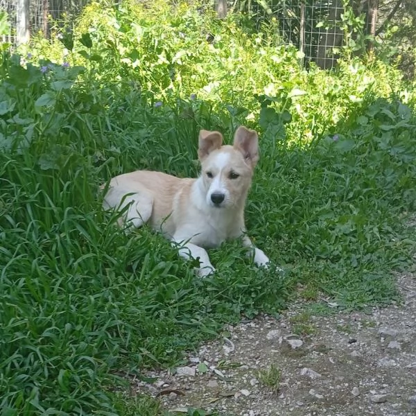 dolce cucciolo taglia media cerca casa e amore