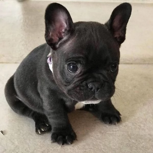 abbiamo disponibili cuccioli di bulldog francesi.  