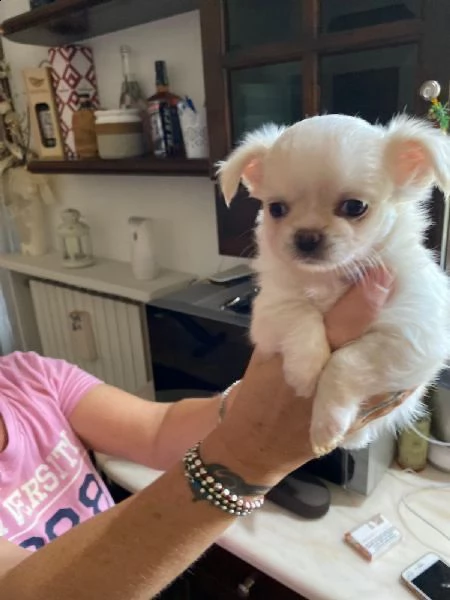 regalo chihuahua!!’