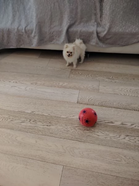 Ho due bellissime cucciole di 6 mesi | Foto 3