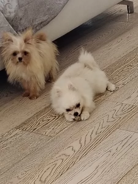 Ho due bellissime cucciole di 6 mesi