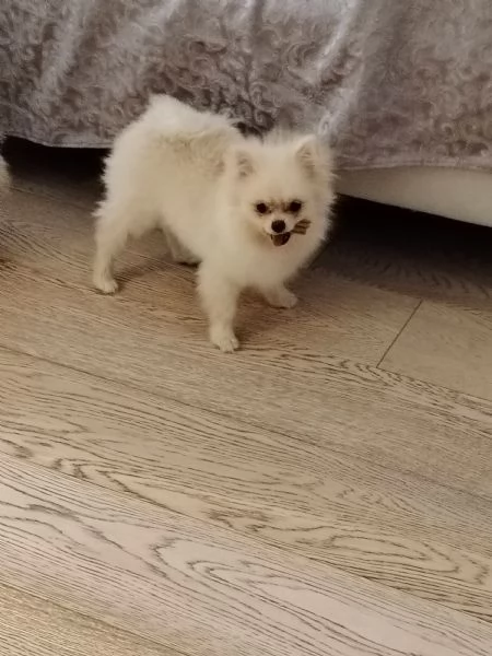 Ho due bellissime cucciole di 6 mesi | Foto 2