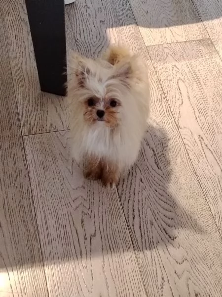 Ho due bellissime cucciole di 6 mesi | Foto 1