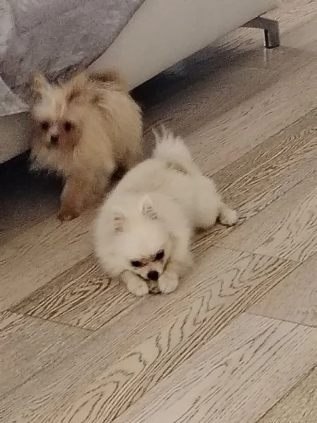 Ho due bellissime cucciole di 6 mesi | Foto 0