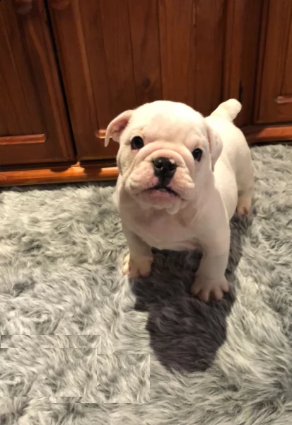 affascinanti e belli, eccezionali cuccioli di bulldog francese. | Foto 0