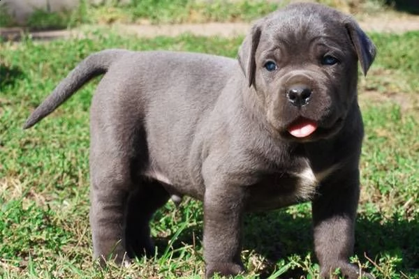 cucciolo di cane corso