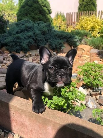 affascinanti e belli, eccezionali cuccioli di bulldog francese. | Foto 0