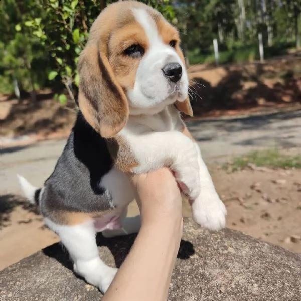 cuccioli di beagle | Foto 1