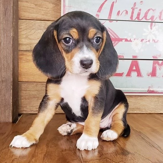 cuccioli di beagle | Foto 0