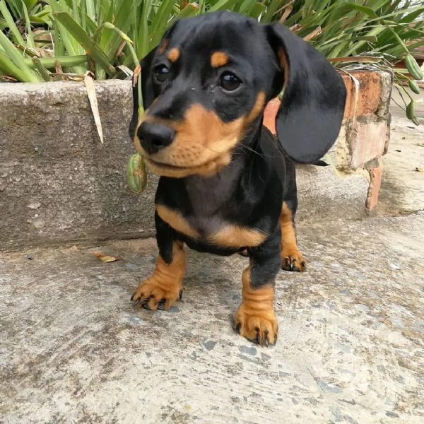 cuccioli di bassotto sani e ben addestrati per l'adozione gratuita | Foto 1