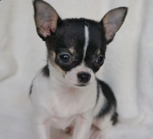 alleviamo i nostri cuccioli di chihuahua nella nostra casa con molto tempo libero all'aperto.  | Foto 1