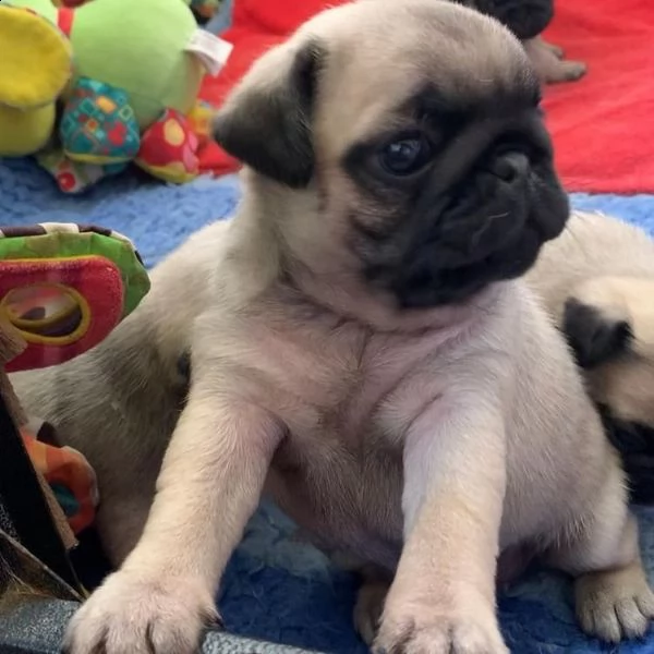 cucciolo di carlino mozzafiato | Foto 1