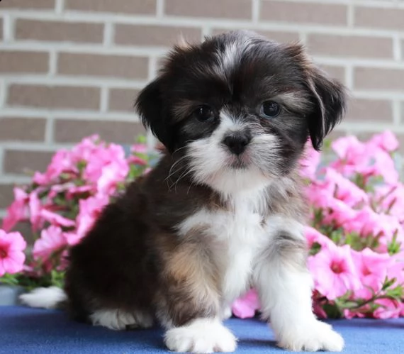 bellissimi cuccioli imperiali di shih tzu per l'adozione