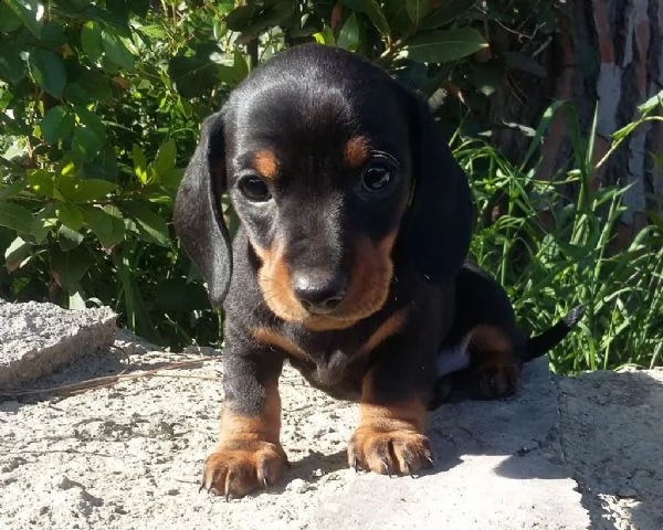 sono disponibili da subito cuccioli di bassotto
