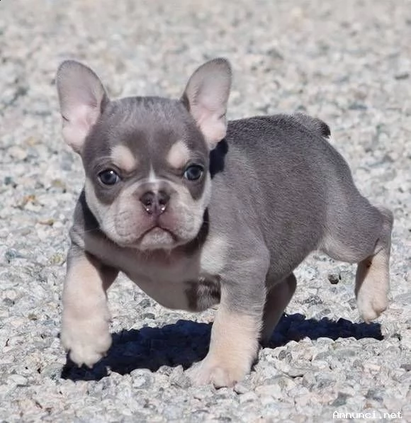 cucciolo di bouledogue francese maschio e femmina nero in vendita