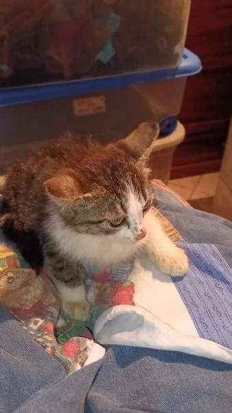 Gattina biscottina dolcissima di 2 mesi | Foto 5