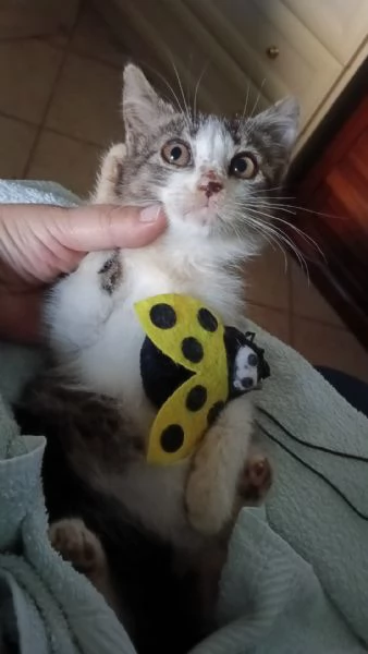 Gattina biscottina dolcissima di 2 mesi | Foto 4