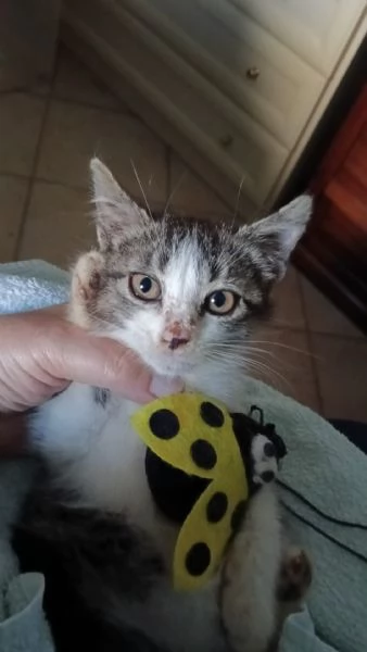Gattina biscottina dolcissima di 2 mesi | Foto 2