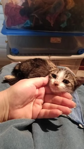 Gattina biscottina dolcissima di 2 mesi