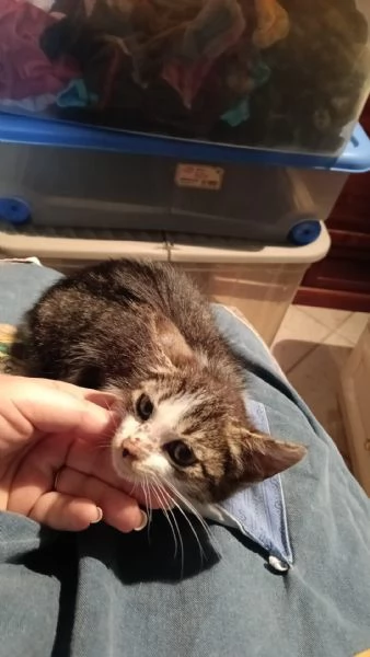 Gattina biscottina dolcissima di 2 mesi | Foto 1