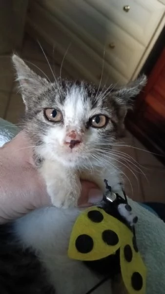 Gattina biscottina dolcissima di 2 mesi | Foto 0