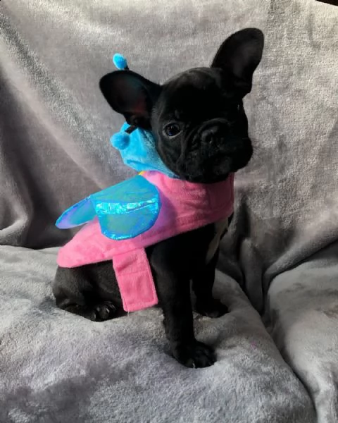 bellissimi cuccioli di bulldog francese  | Foto 0