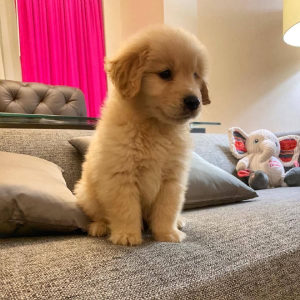 vendita cuccioli di cucciolo 3 mesi golden retriever