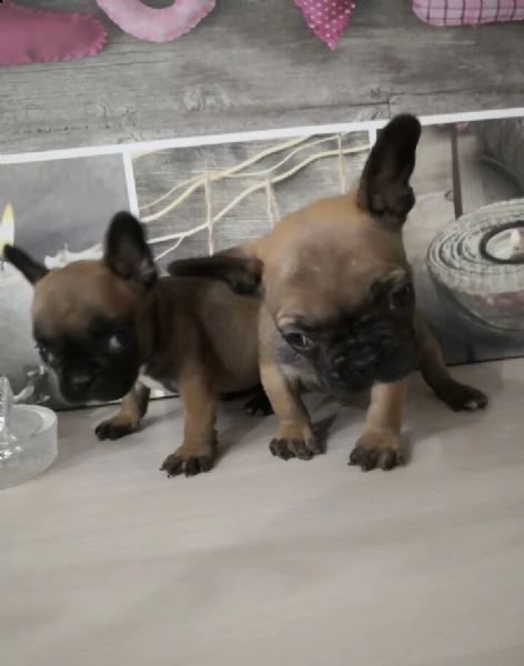 regalo bouledogue francese