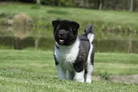 regalo akita-inu 