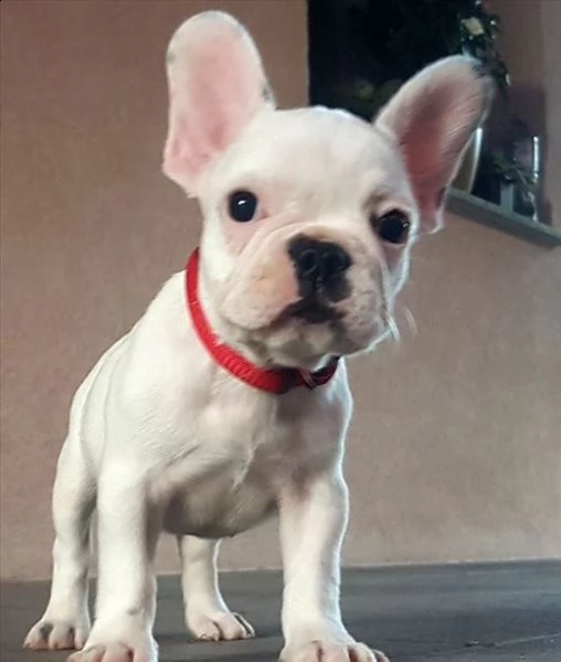 affascinanti e belli, eccezionali cuccioli di bulldog francese) | Foto 0