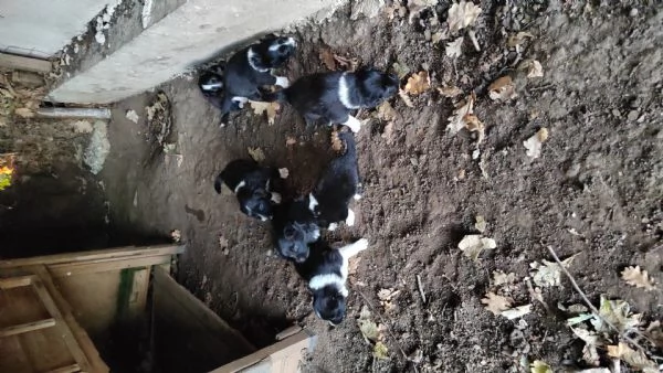 Border collie  | Foto 1