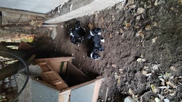 Border collie  | Foto 0