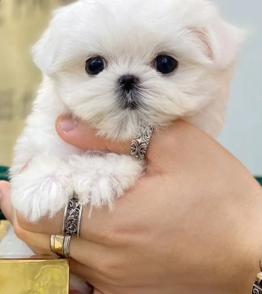 regalo maltese mini