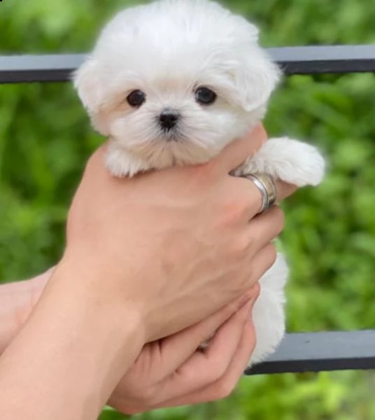 regalo maltese mini | Foto 0