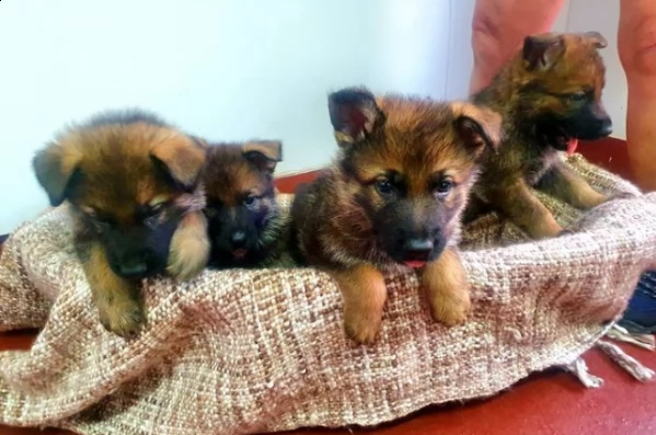 preziosissimi cuccioli di pastore tedesco