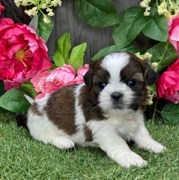 regalo cuccioli shih tzu .