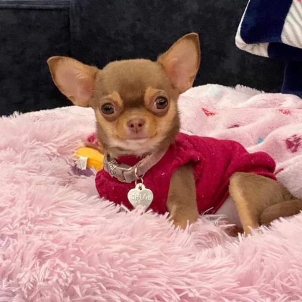  regalo adorabili cuccioli  chihuahua    femminucce e maschietti disponibili