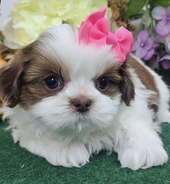 regalo cuccioli di shitzu