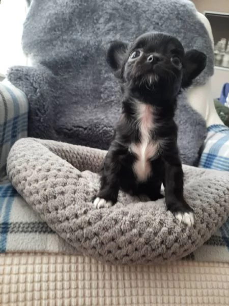 chihuahua cuccioli introvabili cuccioli di chihuahua intelligenti e dolcissimi attaccati al padrone 