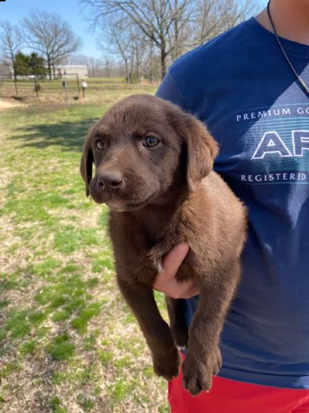  labrador cuccioli introvabili cuccioli e-mail  (marieiris783[at]gmail[.com])